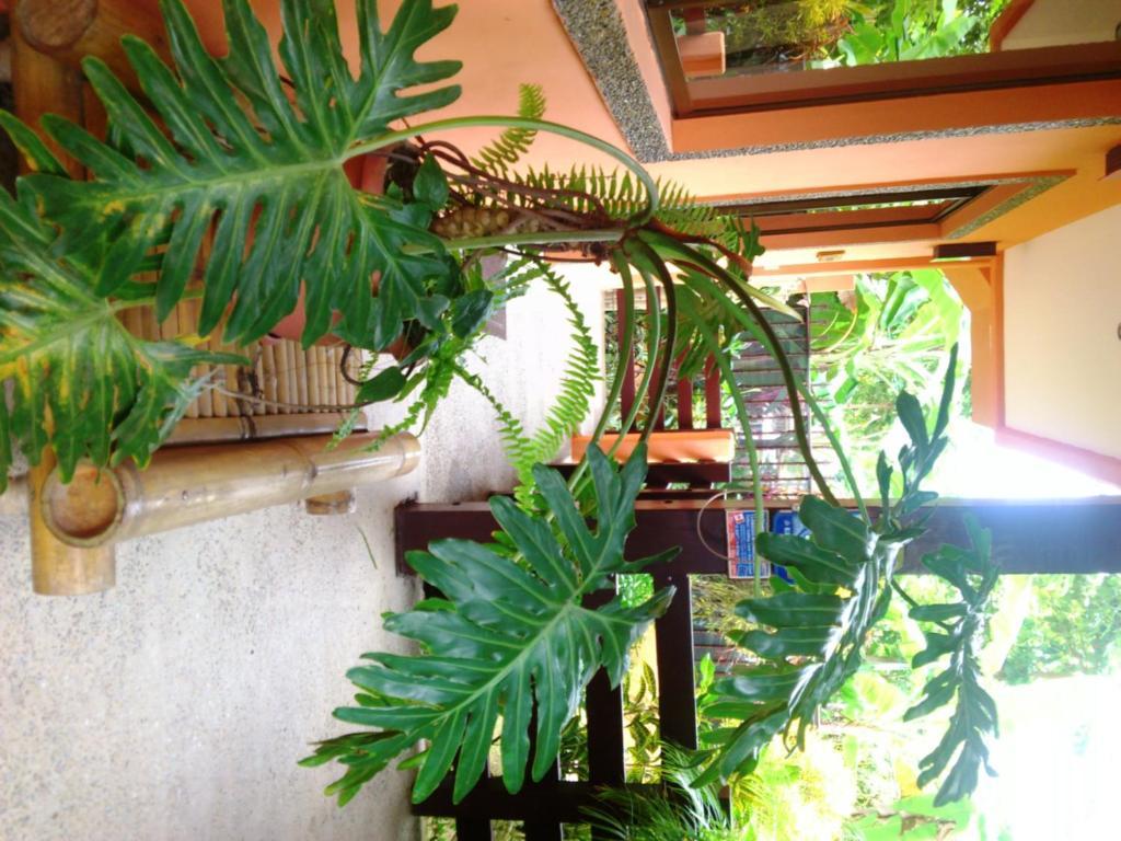 Inn On The Park Manuel Antonio Eksteriør bilde